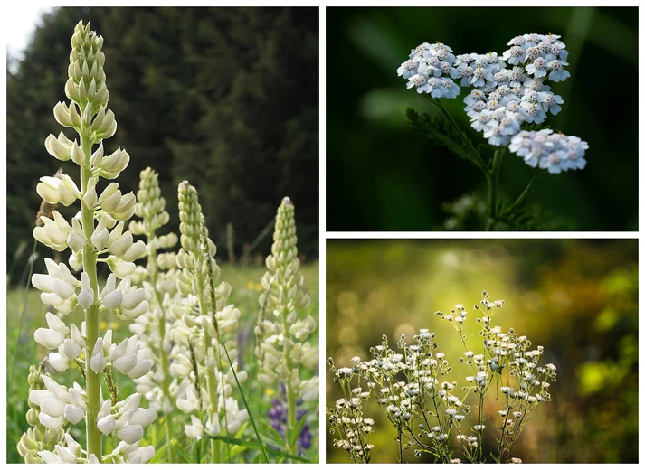 BOMBA GRAINES Pack de 2 - Bombes de fleurs mellifères - Nina BoutiK